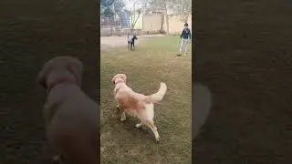 Собаки🐶Наслаждайтесь😍утренним☀️парком🌳активными занятиями🐾🦴| Oma Pet Boarding Noida🏡😊