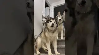 Life with a Husky, Malamute, and Malamute Puppy! #shorts #malamutepuppy #malamute #husky #subscribe
