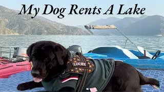 My Dog Rents a Lake | Lucky is So Happy