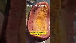 Les Presento al Quit&oacute;n Gigante Occidental Ardiente