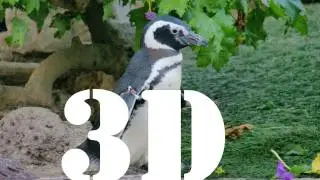 Penguin Encounter (3D) SeaWorld San Diego
