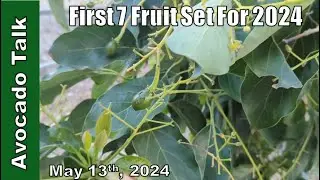 НОВЫЙ набор из 7 фруктов на 2024 год🥑Разговор об авокадо🥑