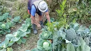 Sikkim Sunday Organic Ranipool Hath Ko Lage Sabje Tepdai. 
