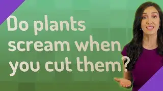 Do plants scream when you cut them?