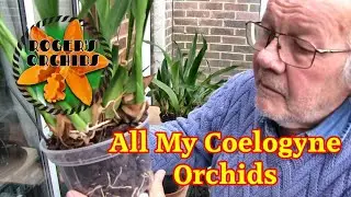 My Coelogyne - A Start of Year Update