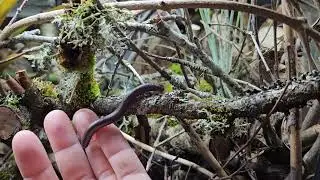 Narceus americanus  he live with Takydromus