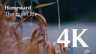Homeward | Human made ambient film in 4K