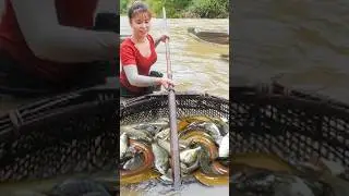 harvest fish and goes to market #harvest #fishharvest #animals#lucci  bushcraft