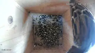 Vrabie de c&acirc;mp &icirc;n vizită de toamnă la cuib pe 22 noiembrie 2025