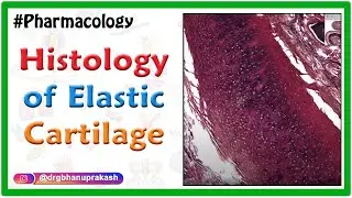 Histology of Elastic Cartilage - Shotgun Histology