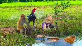 Cool Scene ! Best ToTo & SokYaa Watching SokYaa Swim Very Satisfy