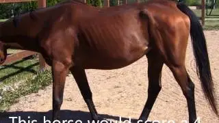 Horse Body Condition Scale with Photos and reasonings