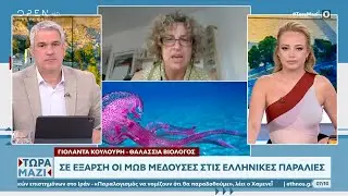 Σε έξαρση οι μωβ μέδουσες στις ελληνικές θάλασσες | Ethnos