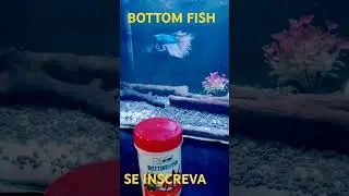 BOTTOM FISH 👍👍👍👍