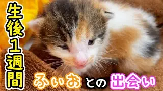【仔猫を保護】生後1週間！ふぃおとの出会い #多頭飼い #生後1週間 #保護猫 #猫のいる暮らし
