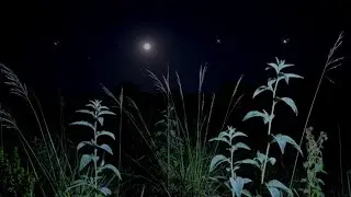 Night Ambient Sounds with Crickets & Wind | Natural Ambience for Deep Sleep & Relaxing Sleep 