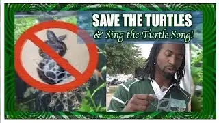 Save the Turtles through Song & Action