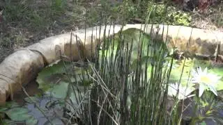 Water fern