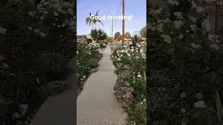 rose garden in the front yard in summer at southern California