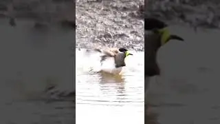 Yellow wattled lapwing #shorts #short #birdbath #bbcearth #doctor #natgeowild #worldbirdphotography