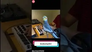 The Daily Smile Show Beatboxing Bird: The Parrot Who Rocks the Mic #shorts #parrot #funny #musical