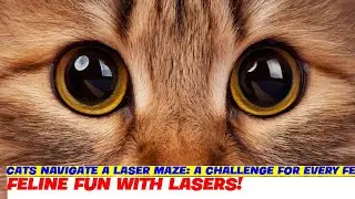 Cats Navigate a Laser Maze: A Challenge for Every Feline!