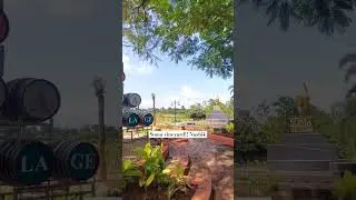 Experience at Soma vineyard #nashik #soma #travel #trending #madhurinil #Tuktuksiceland