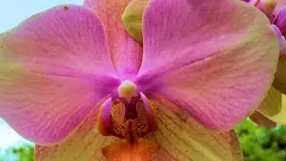 Intro to My Orchids - Growing Orchids in South Florida