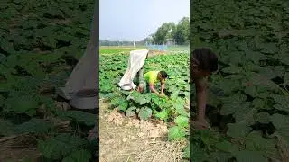 kakatuya🙆&zwj;♂️🤣#india #funny #malaysia #comedy #fun #brazil #trending #shorts #pakistan #vietnam #iran