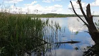 Песни Малой выпи и Дроздовидных камышевок.