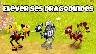 &Eacute;levage Monter ses Dragondindes - DOFUS Touch