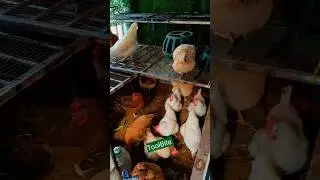 My Chicken Coop Upgrade &ndash; Better Space, Better Feeding