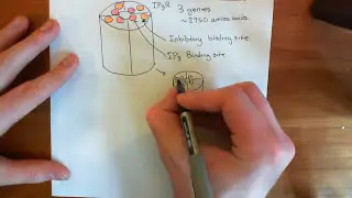 Calcium Waves Part 2