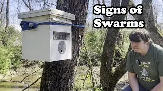Signs that Honeybee Swarms are Near