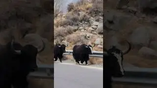 Powerful Mountain Wild animals #yak #wild #best #powerful #shorts