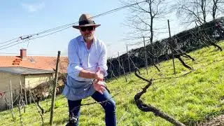 hiestand.wine | Fruchtruten anbinden