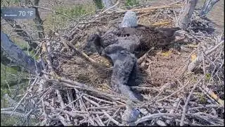 Wing Things & Feedings - Kansas Bald Eagles - Ellie & Harvey  (4/14-4/22)