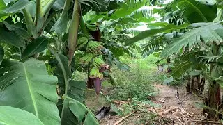 BANANA NANICA EM FASE DE CACHEAMENTO 