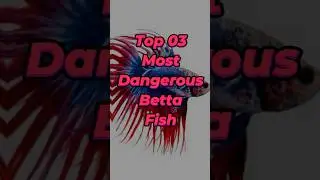 Top 03 Most Dangerous Betta Fish 🐠💢 | Aggressive Aquarium Predators! #shorts #bettafish #aquarium
