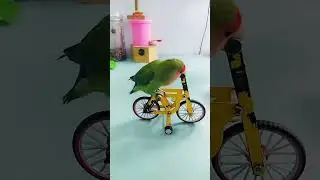Smart Parrots training #cute #parrot  #cute #smartbirds #birdslover
