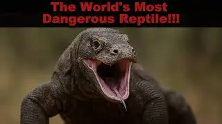 IF YOU SEE THIS ANIMAL, RUN IMMEDIATELY! ⁉️ (Komodo Dragon).