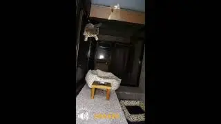 😻REAL CATS LIVE w/ Lofi music😽beat to chill/relax😸