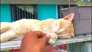 Funny cats sleeping poses, Cat sleeping positions, How long do cats sleep
