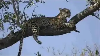 Safari Live : Xongile and Thamba on drive this morning with Tayla  June 08, 2017