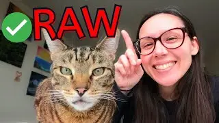 Kibble VS raw according to these vets