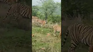 Riddhi And Three Cubs At..Zone 2🌳❤️ #trending #tiger #tigerspotted #nationalparks #tigerreserve