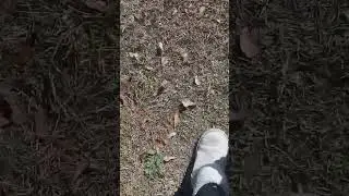Kitty Playtime