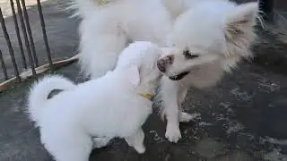 pooko & jaakey