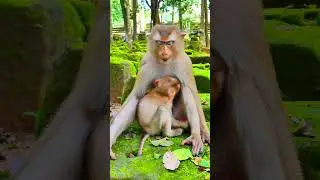 Her hug wraps around them like a warm blanket 🤗🐒💞.