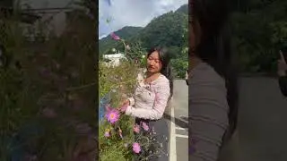 Trending cosmo flower #trendingshorts #cosmoflower #travel